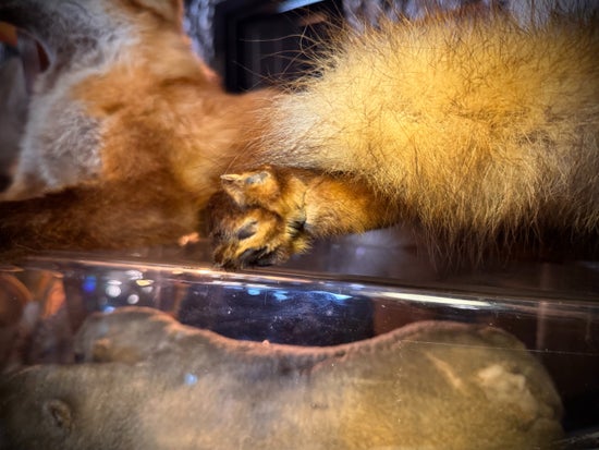 Antique Taxidermy Fox