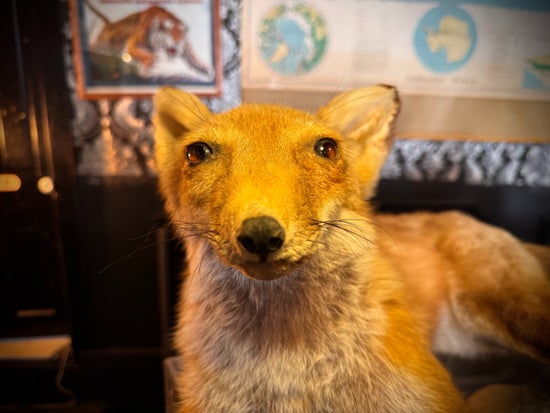 Antique Taxidermy Fox