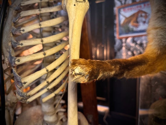 Antique Taxidermy Fox