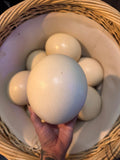 Ostrich Egg