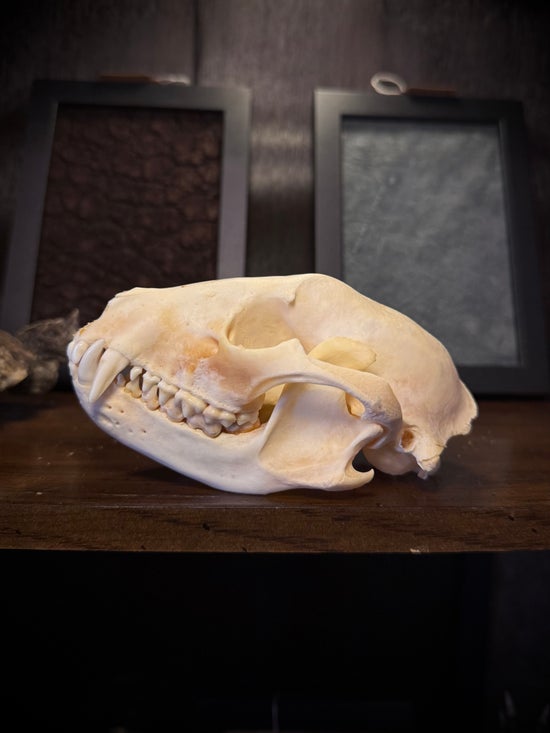 Raccoon Skull